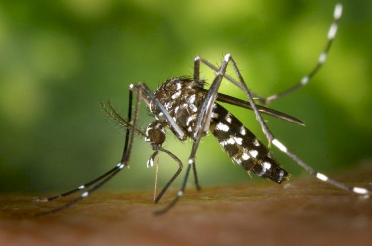 Mato Grosso registra aumento nos casos de dengue