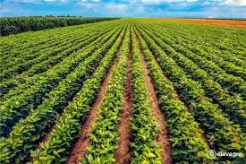 Fórum internacional discute agronegócio sustentável